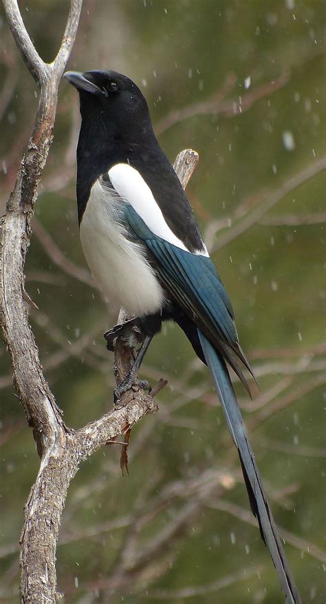 Black billed magpie – Artofit