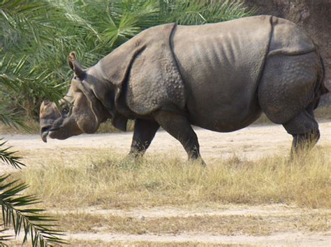 Rhinos Of Java