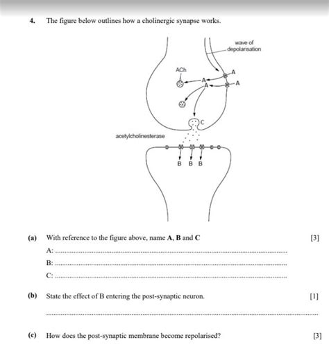 Solved 4 The Figure Below Outlines How A Cholinergic