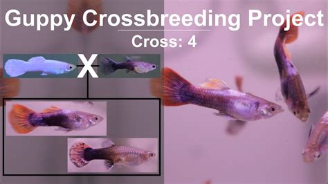 Crossbreeding A Half Black Guppy To A Platinum White Results Towards