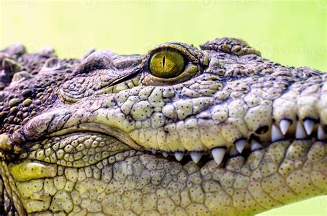 Crocodile head with toothy mouth and yellow eyes close up 2289475 Stock ...