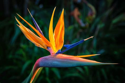 How To Grow Bird Of Paradise Plants Strelitzia Gardener’s Path