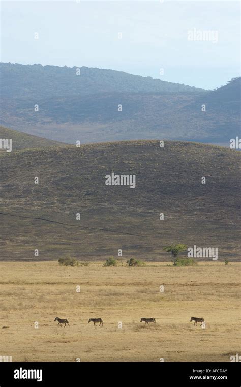 Ngorongoro Crater Wildlife Stock Photo - Alamy