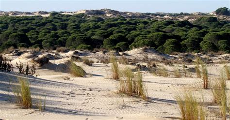 Do Ana National Park El Roc O Matalasca As Beach Day Tour From