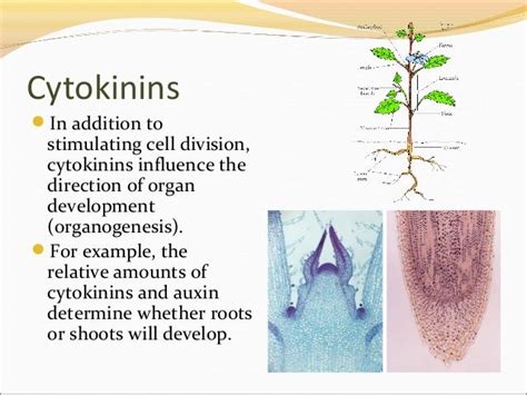 Plant Hormones And Plant Reproduction