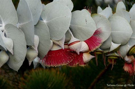 Eucalyptus Rhodantha Opening Flowers Distinguished From E Flickr