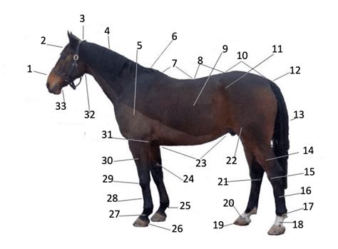 Equine External Anatomy Diagram | Quizlet