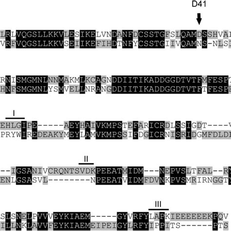 Alignment Of Amino Acid Sequences Of Pcpcna Accession Number