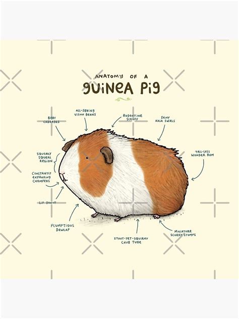 Anatomy Of A Guinea Pig Sticker For Sale By Sophie Corrigan Guinea