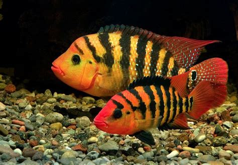 Red Terror Cichlid: Behavior Insights for New Owners