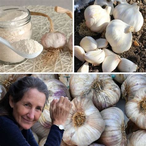 Keep The Garlic Intact For Years The Best Way To Store Garlic Only