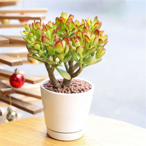 Crassula Ovata Obliqua Jade Plant Lucky Plant Money Tree For Sale