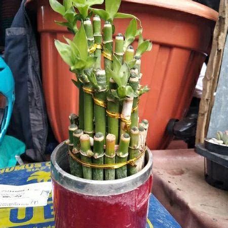 Tanaman Hias Bambu Hoki Lucky Bamboo Lazada Indonesia