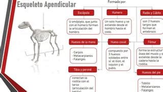 Anatom A Topogr Fica Comparada Ppt Descarga Gratuita