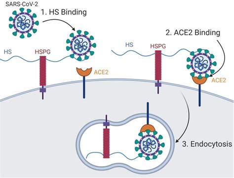 Model Of Sars Cov Attachment And Entry Binding Of Virus To Hs In The