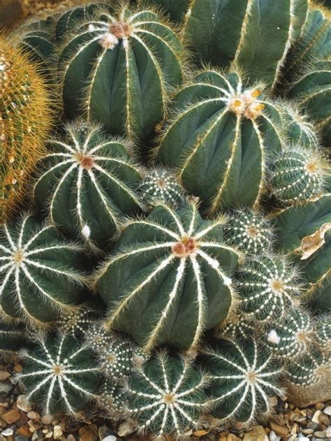 11 Succulents for a Desert Garden | Succulents, Desert garden, Cactus ...