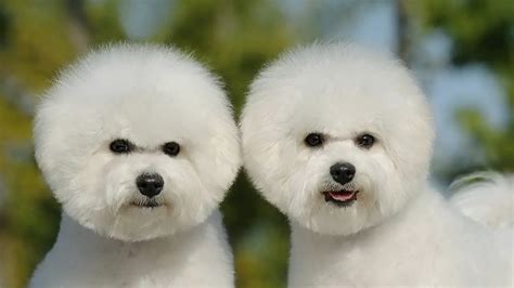 Are Bichon Frise Hypoallergenic?