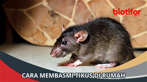 Cara Membasmi Tikus Solusi Ampuh Masalah Tikus Di Rumah Biotifor