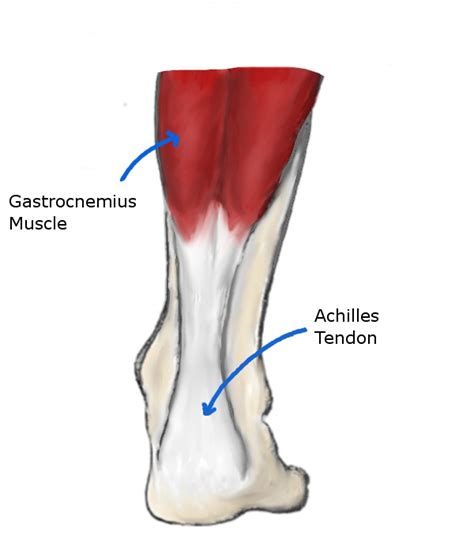 Achilles Tendon Rupture Ankle Special Tests