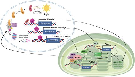 Frontiers Retrograde And Anterograde Signaling In The Crosstalk