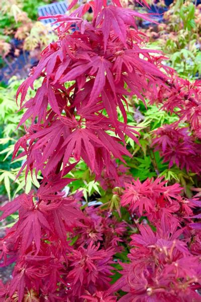 How To Successfully Plant And Grow Dwarf Japanese Maple Trees