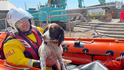 Watch Moment Dog Lost At Sea For Three Hours Rescued By Rnli Lbc