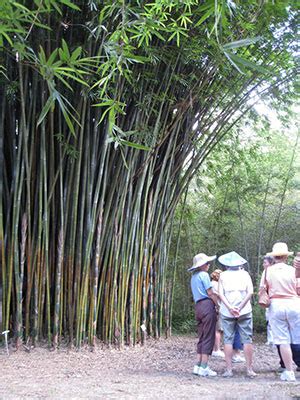 Clumping Bamboo - University of Florida, Institute of Food and ...