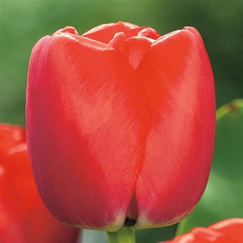 Tulipan Darwina Red Pride 5 szt Tulipany cebulki tulipanów BENEX