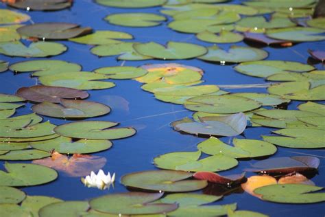 Water Lily Pond Pads Free Photo On Pixabay Pixabay