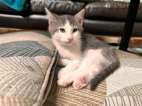 Flint – Feral Friends Community Cat Alliance