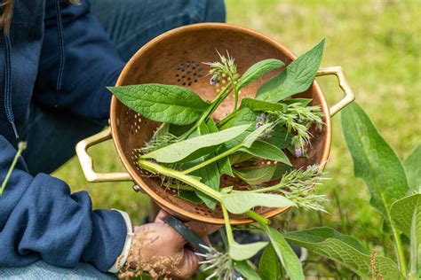 Comfrey Plant Medicinal Uses