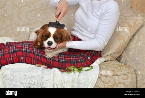 Woman sitting on a sofa in cozy clothes and brushing her sleepy dog ...