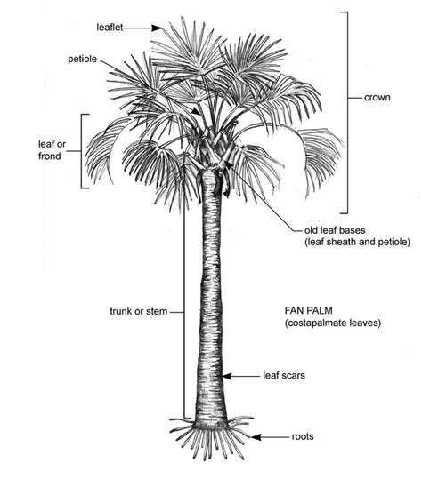 bottle palm tree roots - Fidel Fierro