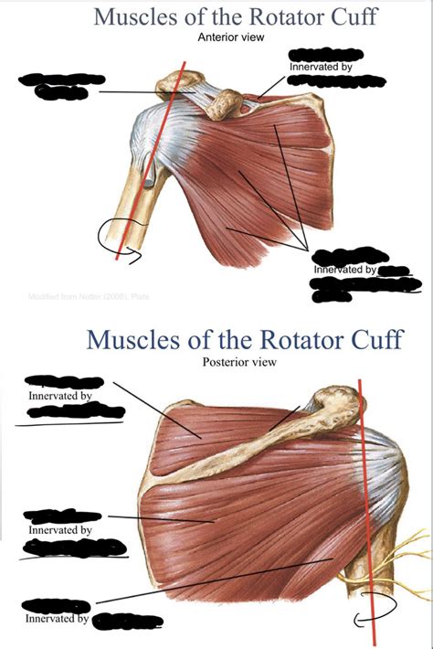 Muscles Of The Rotator Cuff Diagram Quizlet