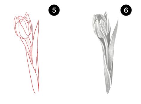 How To Draw A Tulip Step By Step Guide