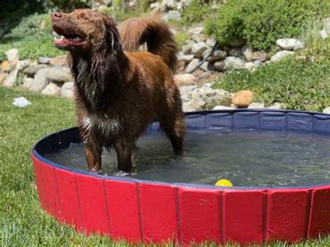 Dive Into Fun: The 5 Best Dog Swimming Pools for Your Furry Friend!