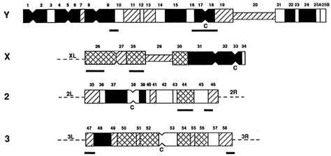 Cytological Map Of Mitotic Heterochromatin Of Chromosomes X Y And