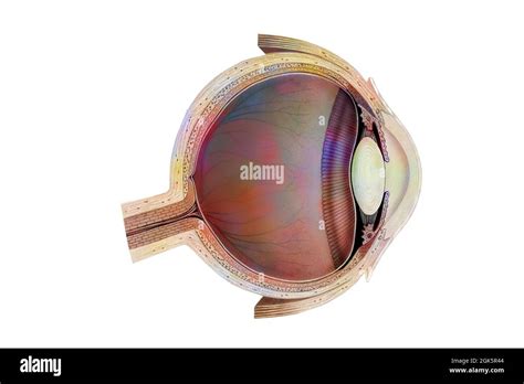 Cross Section Of An Eye Showing Crystalline Anterior Chamber Retina