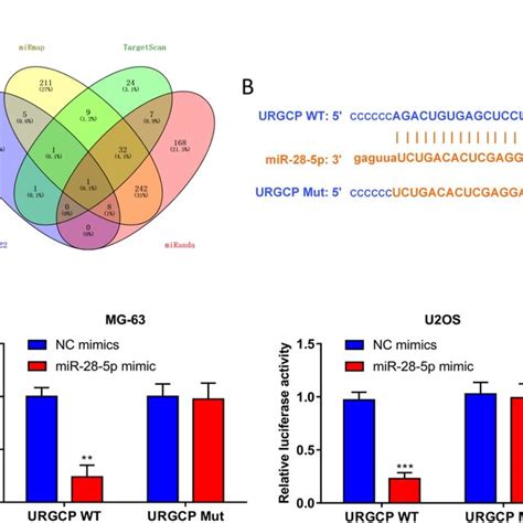 URGCP Is The Target Of MiR 28 5p A The Intersection Of Targets