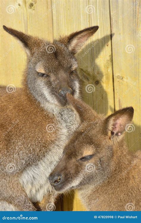 Wallaby Mother And Baby Stock Photo - Image: 47820998