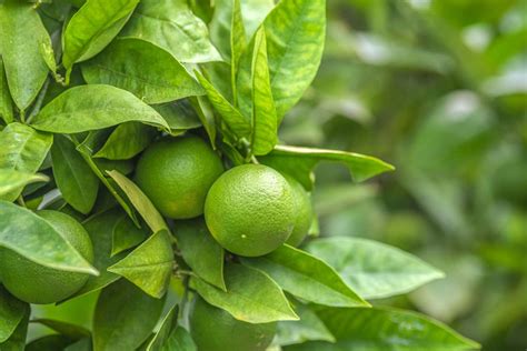 How to Grow and Care for a Lime Tree