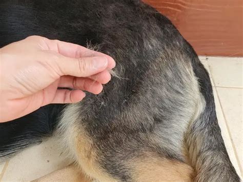 Ca Da De Pelo En Perros Causas Y Prevenci N