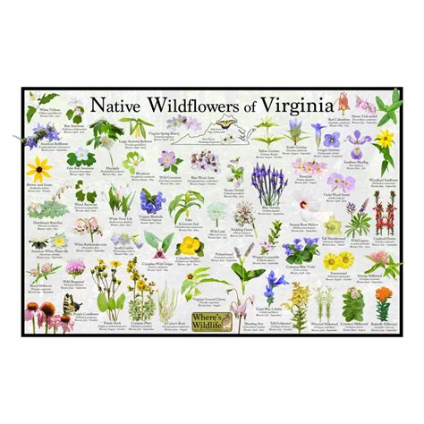 Native Wildflowers Of Virginia State Flower Field Guide Etsy