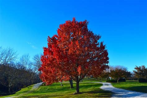 Best Fast Growing Trees For California Yards