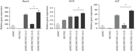 In Vitro Osteogenesis And Angiogenesis Asc Huvec Ratios Of