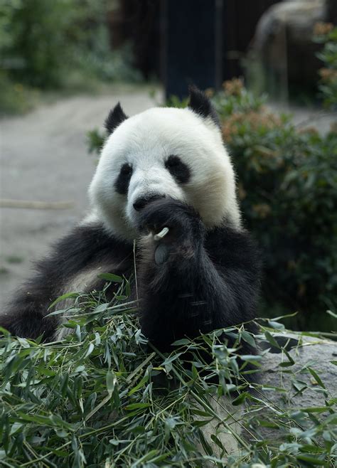 Chinese Panda Experts Visit the Copenhagen Zoo – China Cultural Center ...