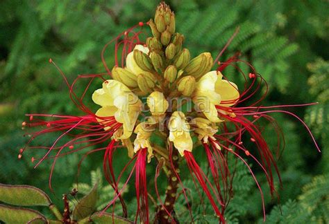 Caesalpinia Gilliesii Paradijsvogelstruik Palma Verde Exoten