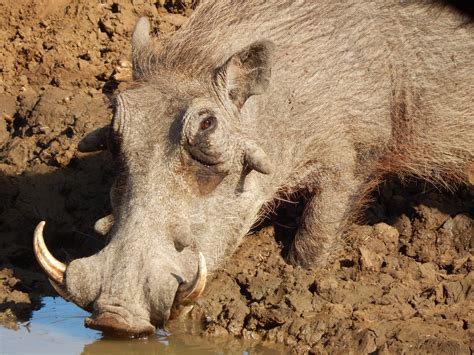 warthog animal nature  photo  pixabay