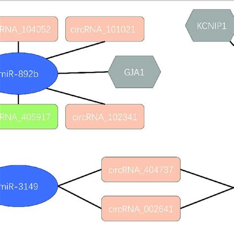 An Integrative Regulatory Network Model Of Circrnas Micrornas And