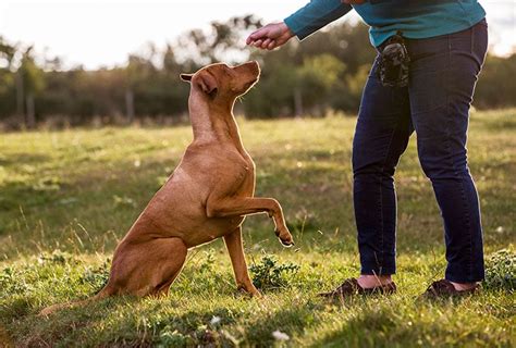 Cuál Es La Mejor Edad Para Enseñar Trucos A Los Perros